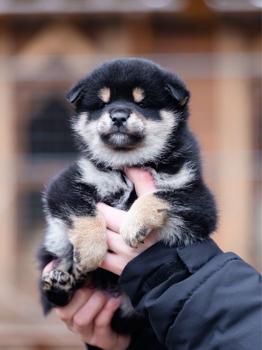 Шиба іну , сіба , shiba , чорнопідпалого забарвлення