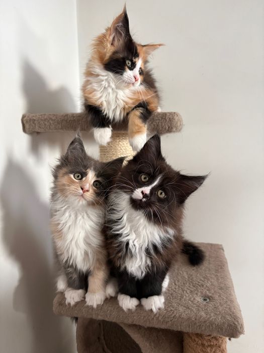 Kocięta Maine Coon