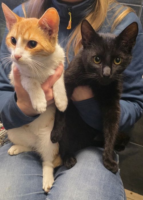 Kocurki proszą o dom