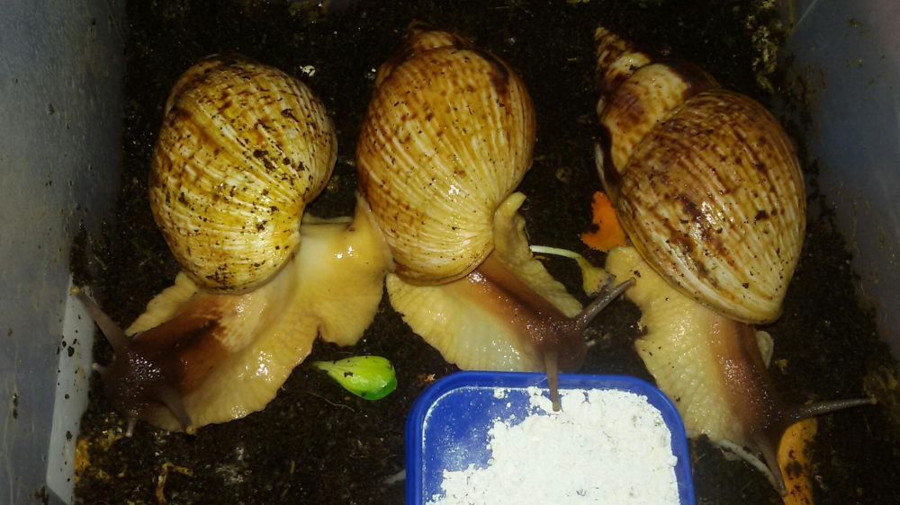 50 гр Улитки (равлики)сухопутные Ахатина АрхАхатина5