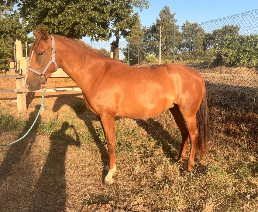Égua cx  lusitano