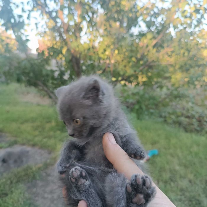 Віддам котят в добрі руки