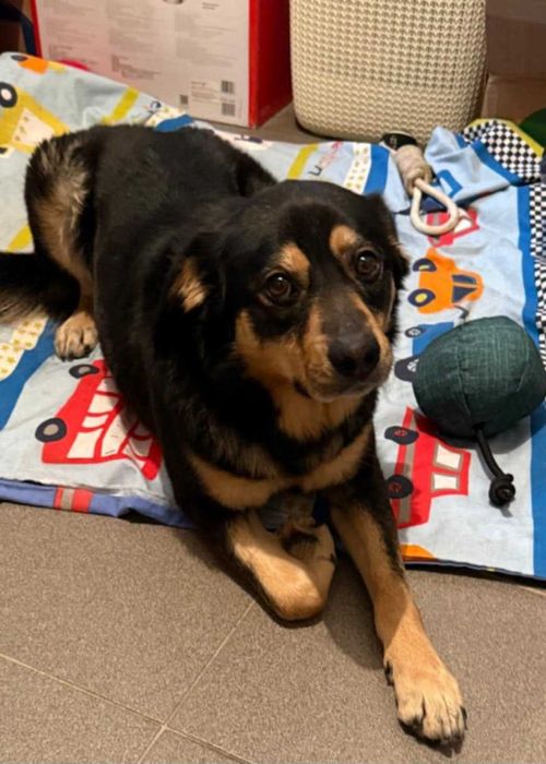 Olek .do szczęscia brakuje mu czlowieka.