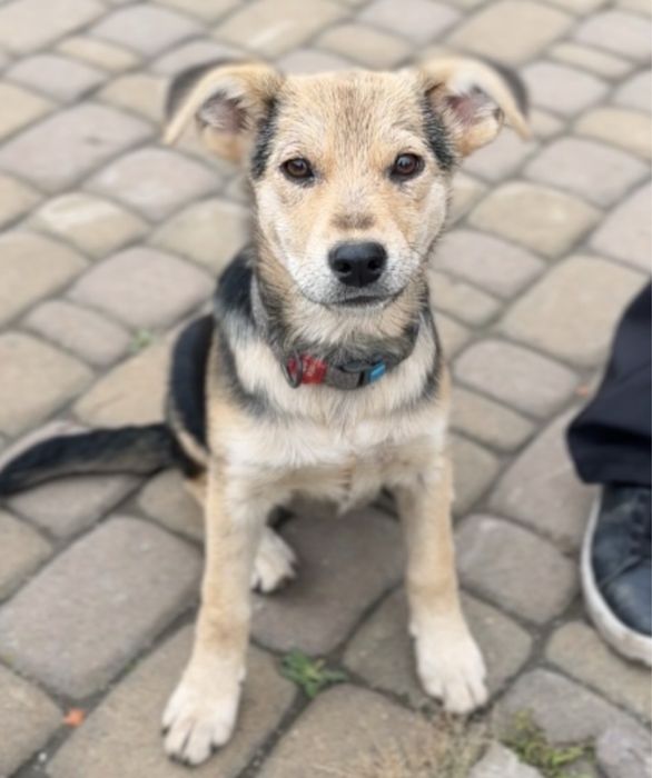 Собаченята 7 місяців стерилізовані! 5 дівчаток