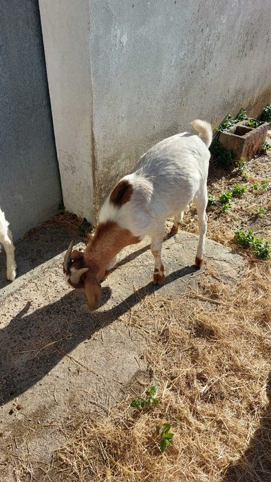 Cabras boas raça