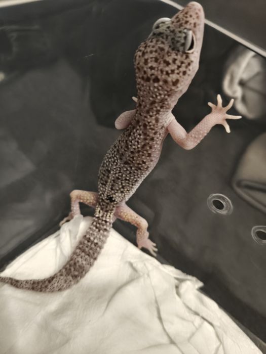 Eufeblar (gekon) lamparci cf. Snow eclipse
