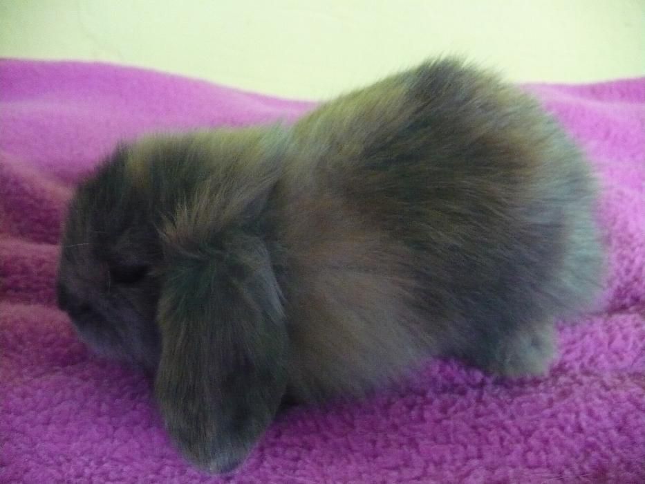 Królik miniaturowy Baranek