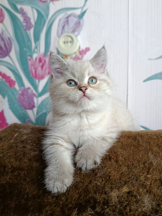 Шотландский котенок ищет семью