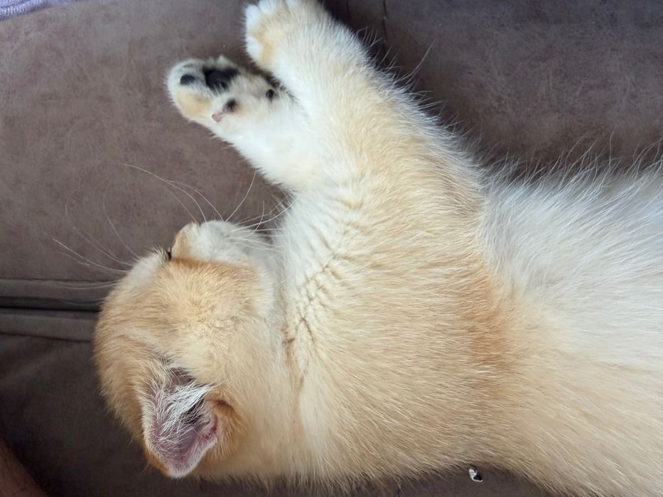 Кошка золотой шиншилла 3 месяца