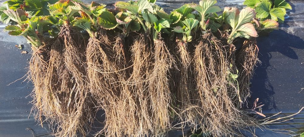 Саджанці полуниці (клубніки)