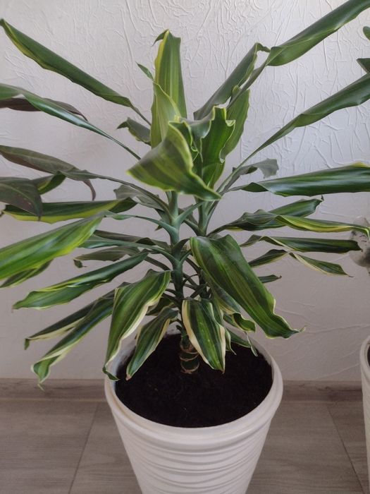 Dracena - juka. Kwiatek doniczkowy