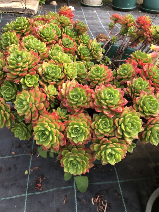 suculentas  muito bonitas