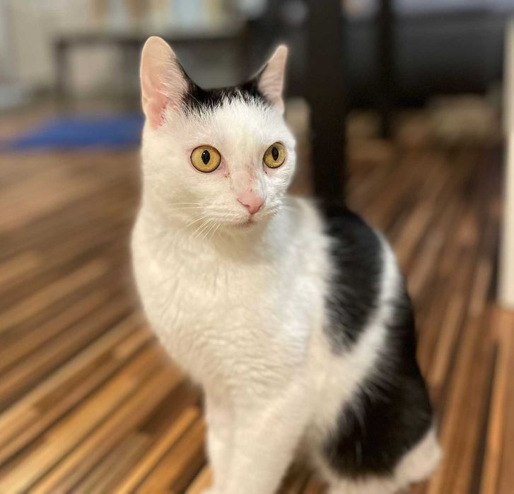 AZALIA - kotka ze śmieszną grzywką pilnie szuka domu - miziak!