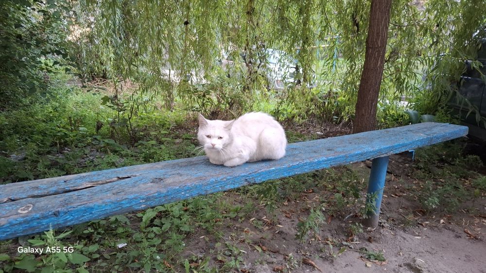 Молодий котик шукає родину бо його залишили в прифронтовому місті