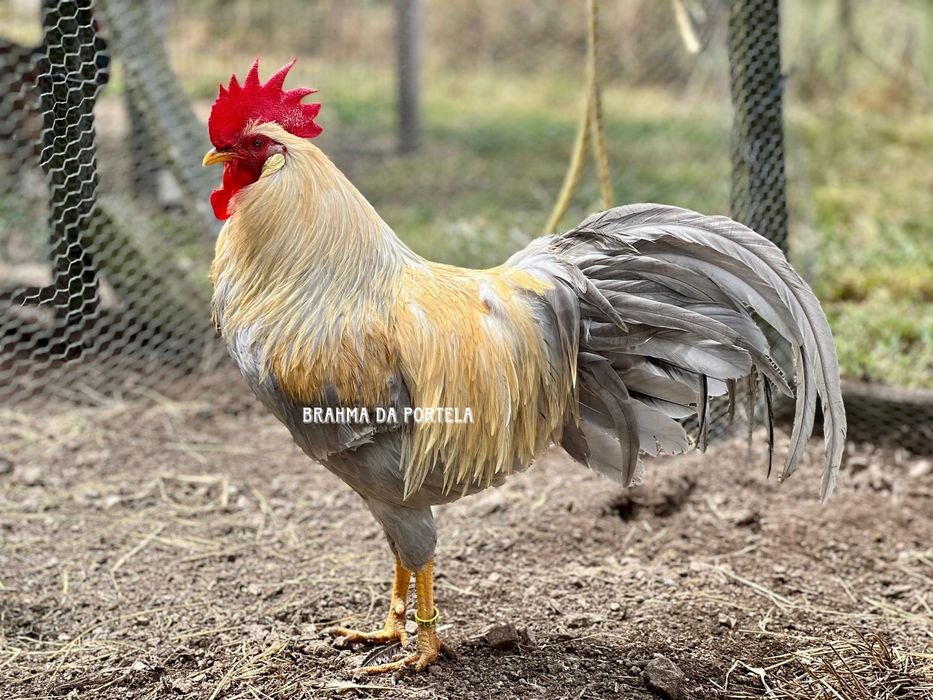 OVOS - LEGHORN ISABELLA / LEGHORN MIL FLORES