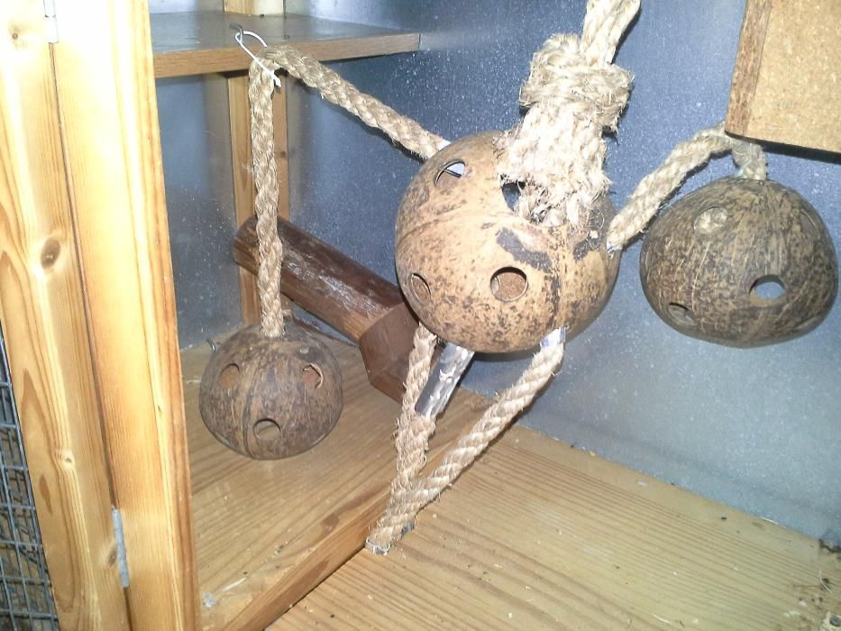 Gaiola para Esquilos