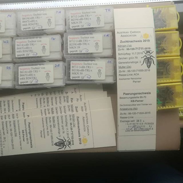 Карніка АСА бджоломатки плідні, селекційні