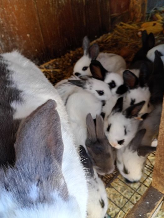 Продаж кролів для розведення та на мясо