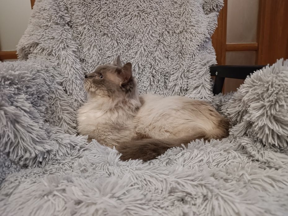 Kot ragdoll - RODOWÓD do adopcji