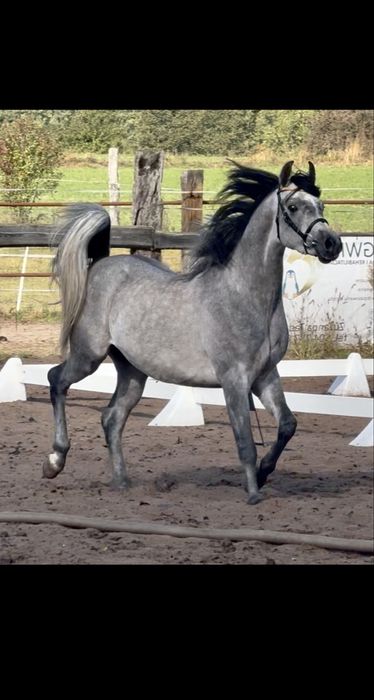 Ogier arabski - ujeżdżony po El Jahez