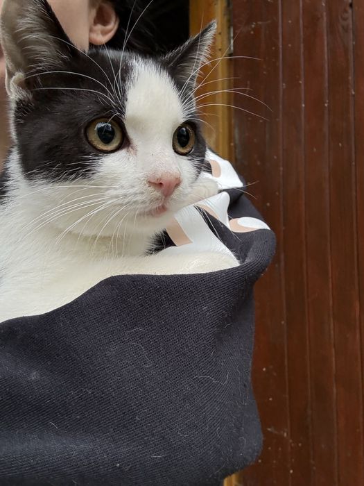 Kotka Trixi prosi o domek - pokochaj
