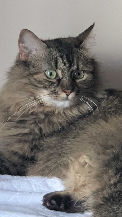 Віддам кота в добрі руки