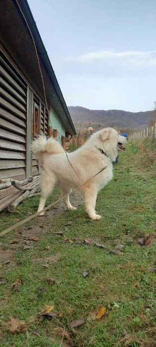 Венгерський кувас