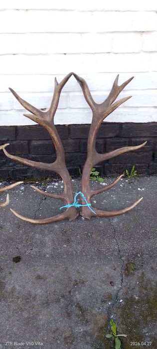 Продам роги оленя