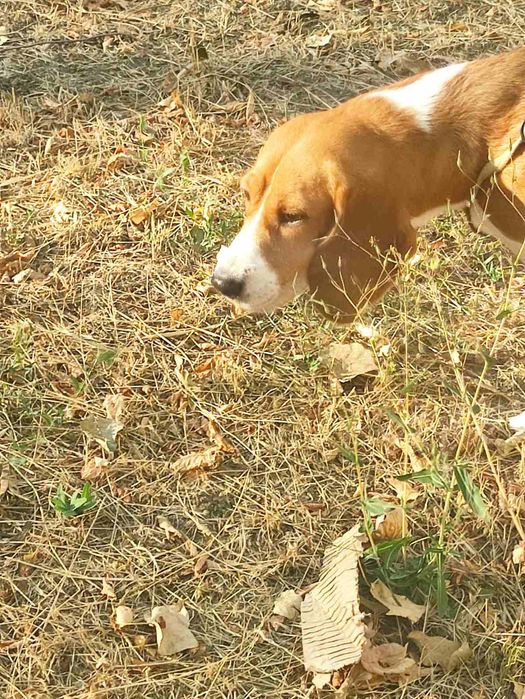 Отдам собаку породы  Бигли.