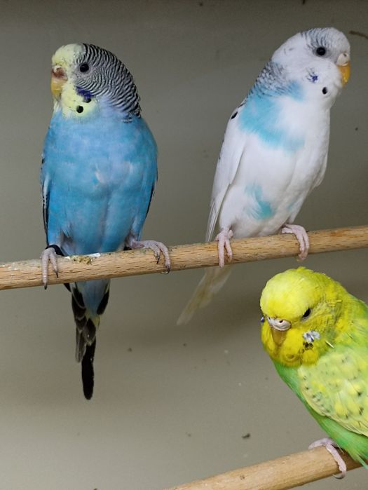 Papużki faliste (samce i samiczki)