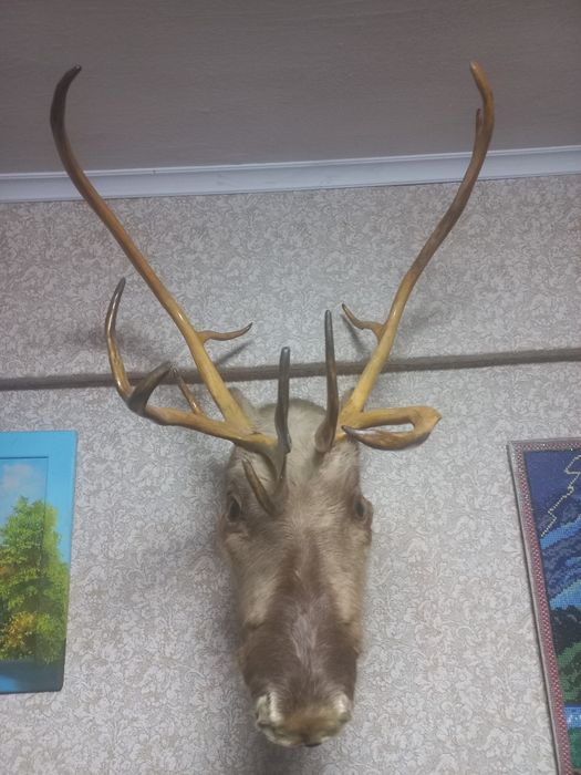 Роги чукотського оленя натуральні.