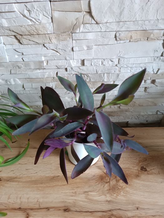 Trzykrotka purpurowa