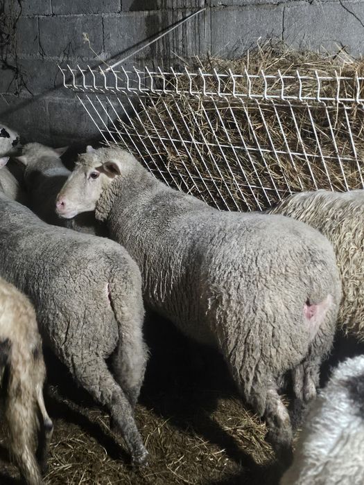 Île-de-France top Vendo ou Troco