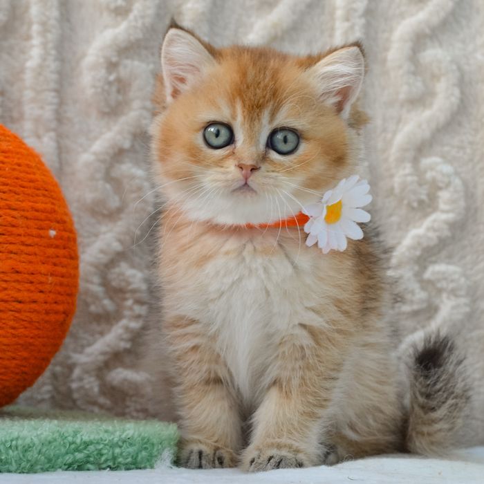 Золотиста британочка