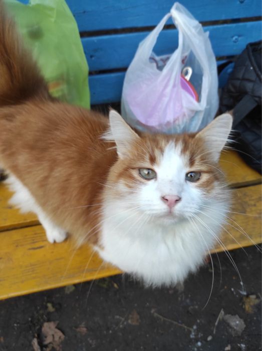 Котик,бесплатно,в добрые руки