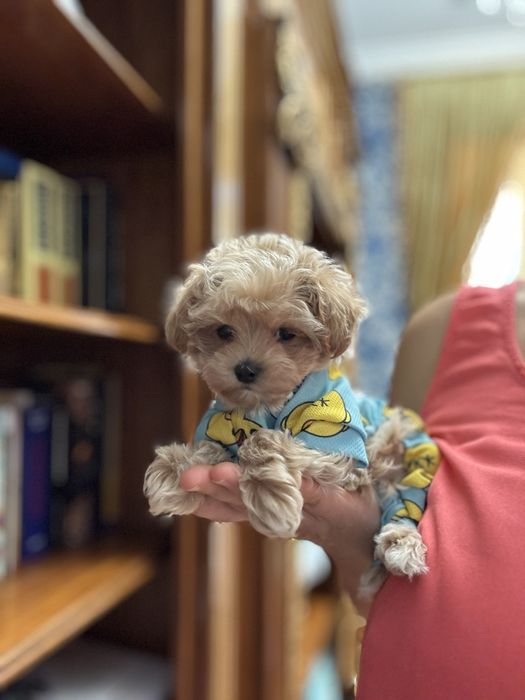 Мальтипу ф1 мини щенок мальчик