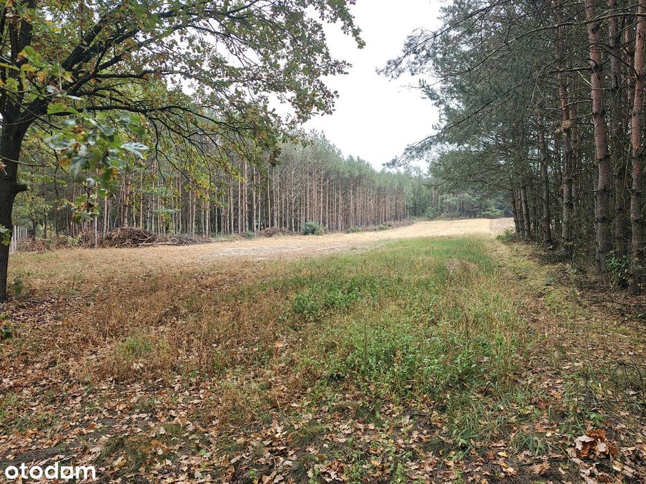 Piękna działka przy lesie nad Pilicą (warunki WZ na dwa domy) - Widok 2