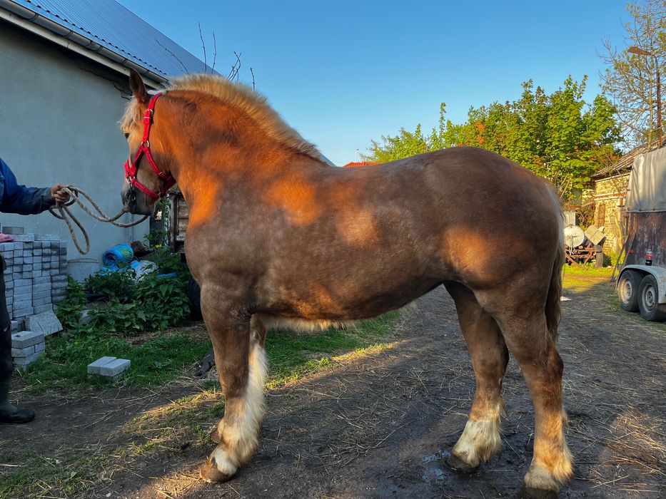 Sprzedam klacz sokólską 15 miesięczną