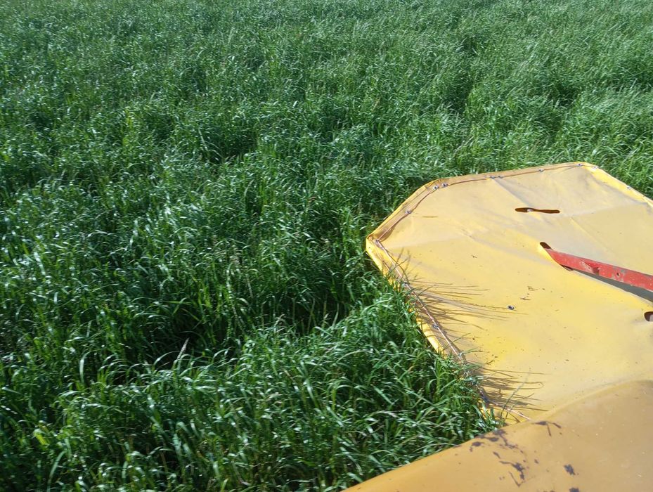 siano/sianokiszonka 2025