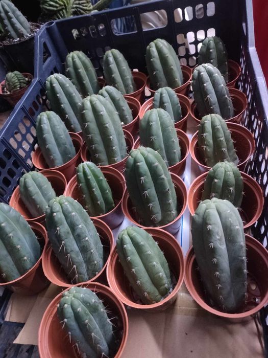 Cactos San Pedro. "cristata" cactos sagrados/sacred cactus)