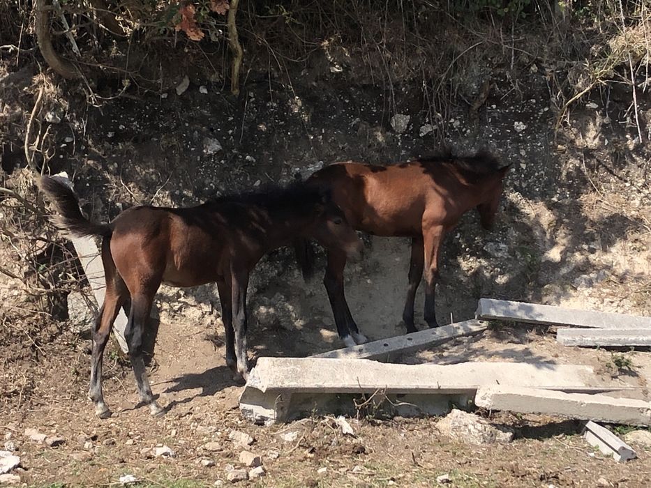 Garranas 8 meses disponiveis