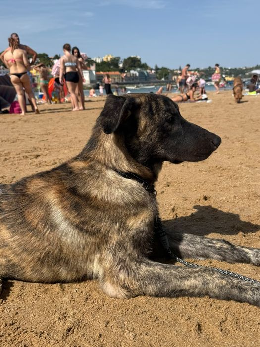 Cão para adoção responsável