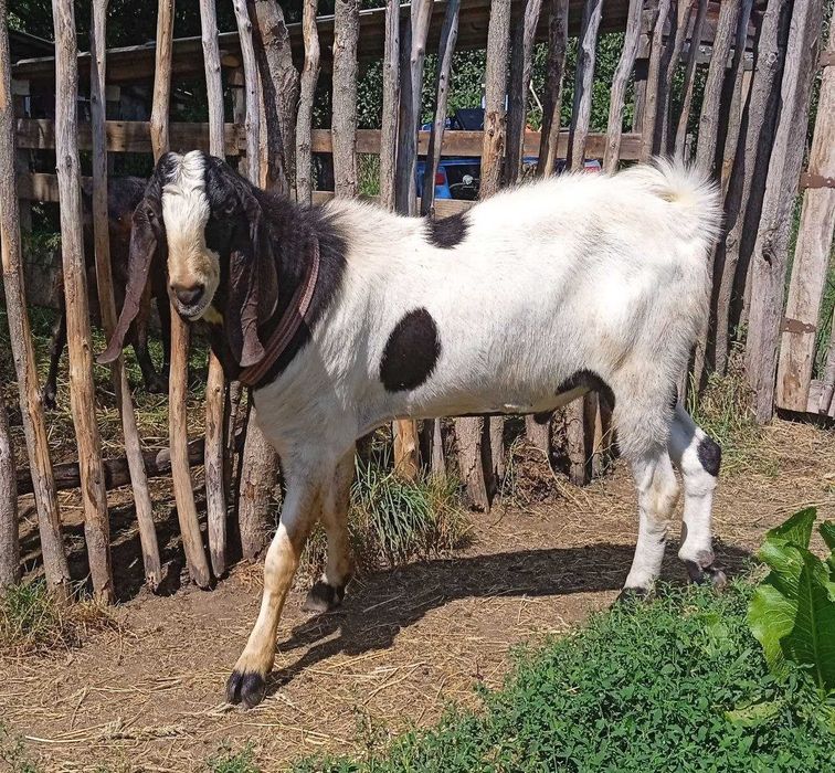 Козичка % англо - нубійська