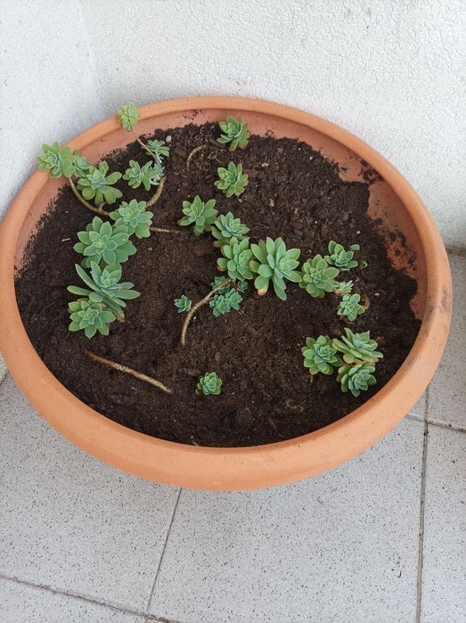 Vendo  vasoterracota com suculenta