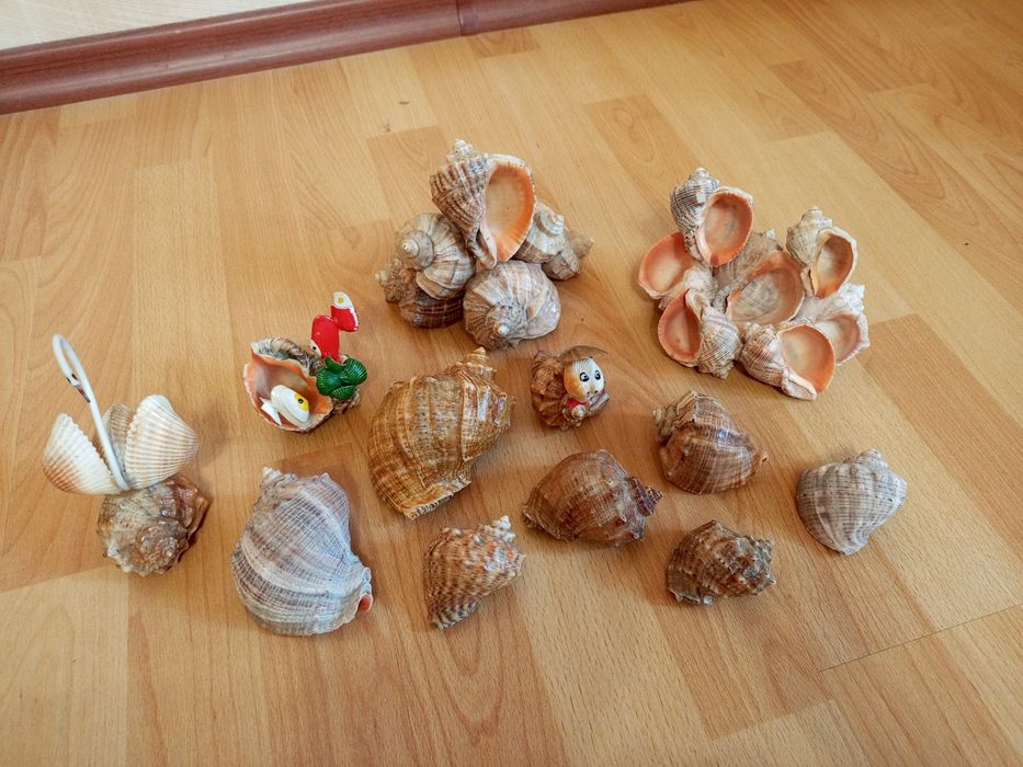 Декор ракушки мушлі сувеніри