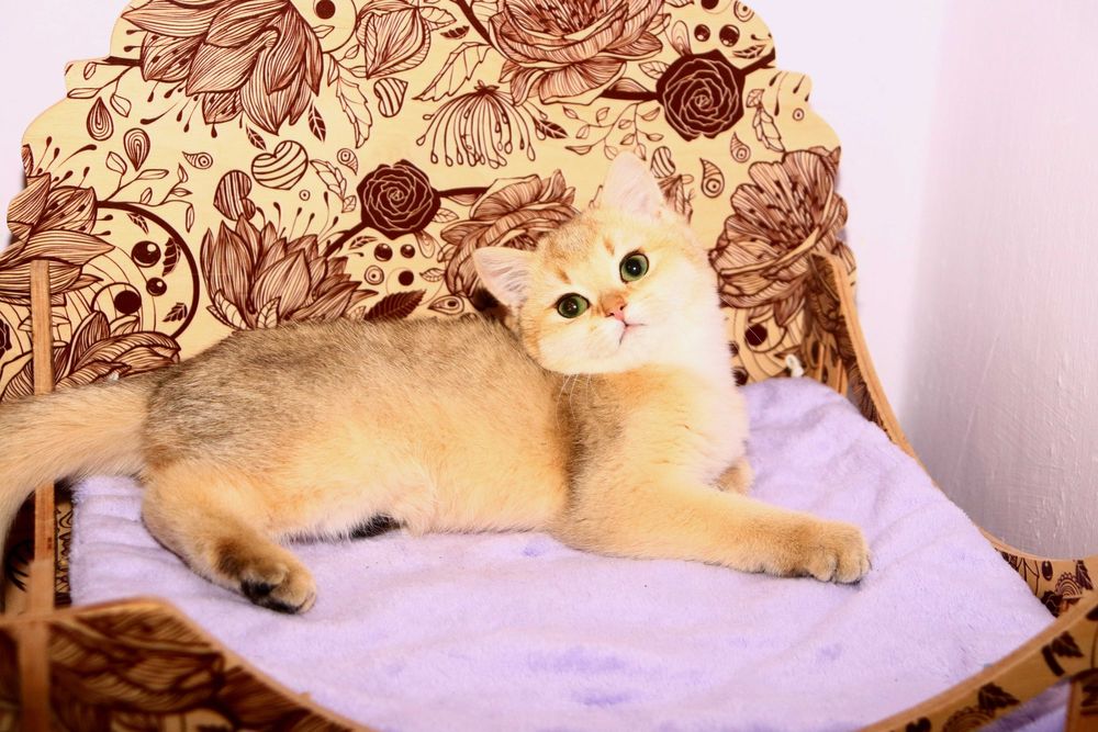 Якщо шукаєте ідеального компаньона та друга-то вам до нас)