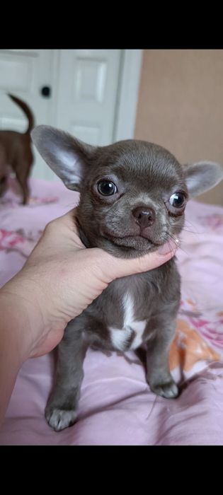 Красуня чівава""