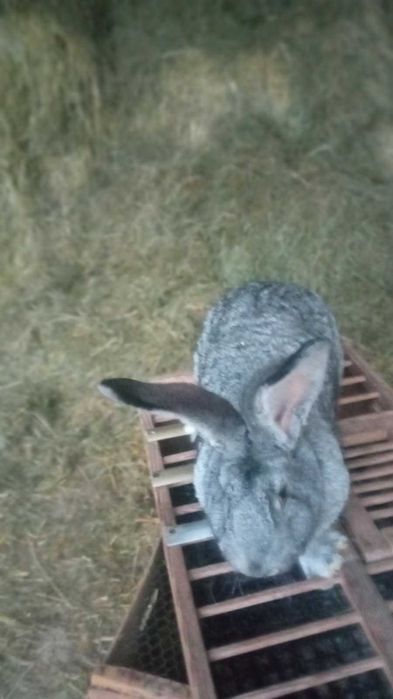 Królik Samica Zakocona