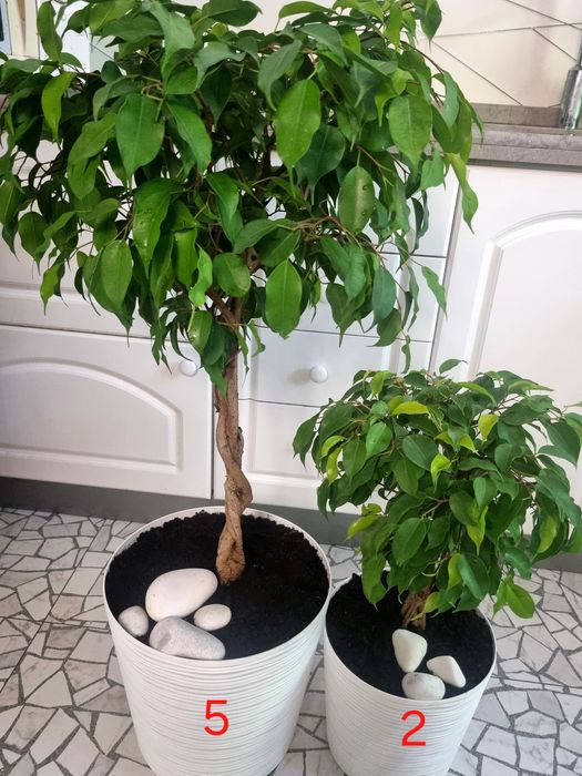 Дизайнерський фікус бонсай