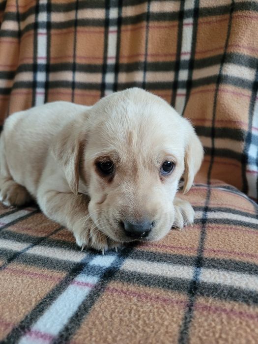 Piesek Labrador Retriever